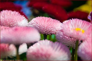 Flowers - Natur - By Marcus Locher - All Rights Reserved!